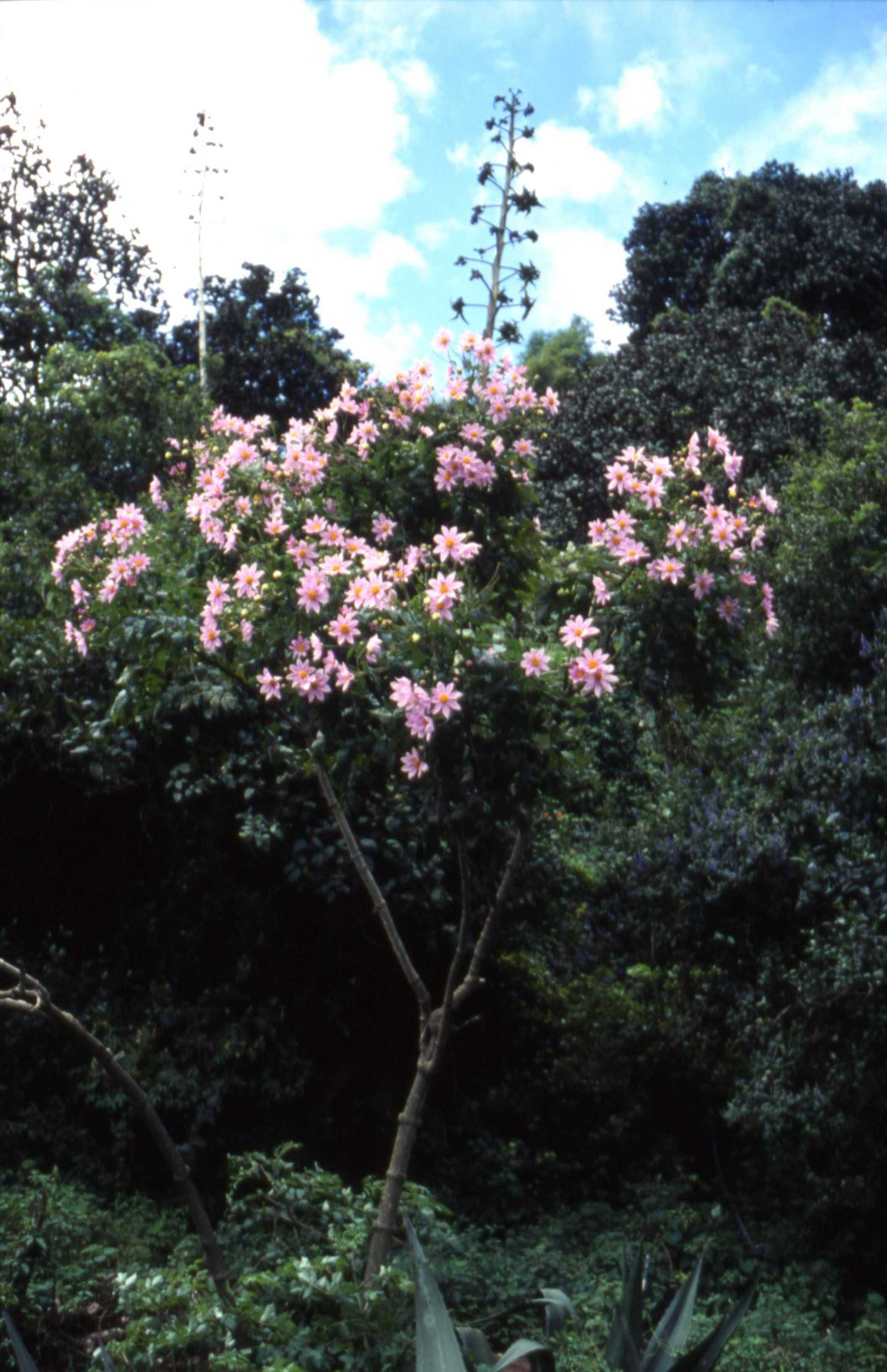 Vorschaubild Dahlia imperialis Roezl ex Ortgies
